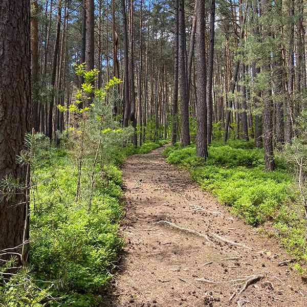 NORDIC WALKING