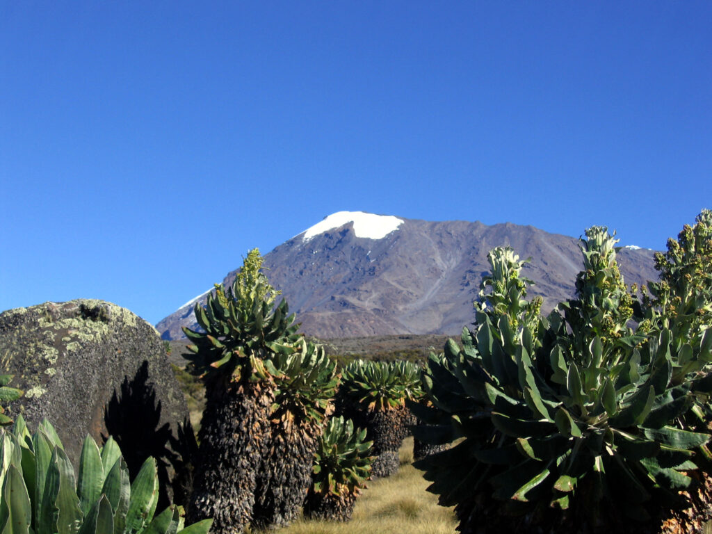 Kilimandscharo Marangu Route / 60+geeignet